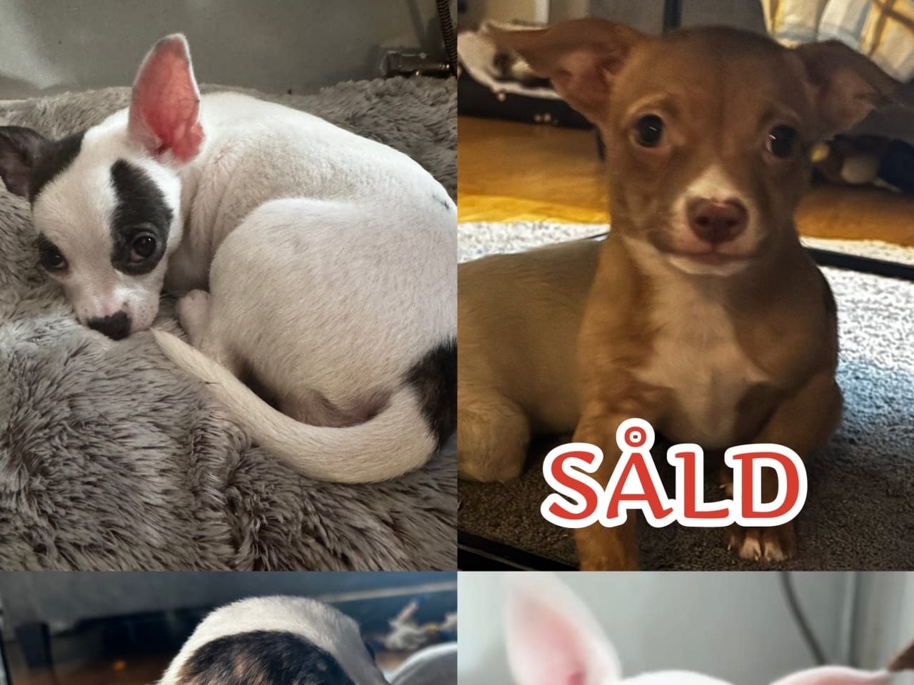 Chihuahua/Bully · 2026-11-11 · Trosa · Anette S.