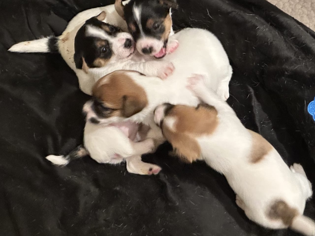 Jack russell terrier · 2026-01-11 · Knivsta · LIMELIGHT Kennels