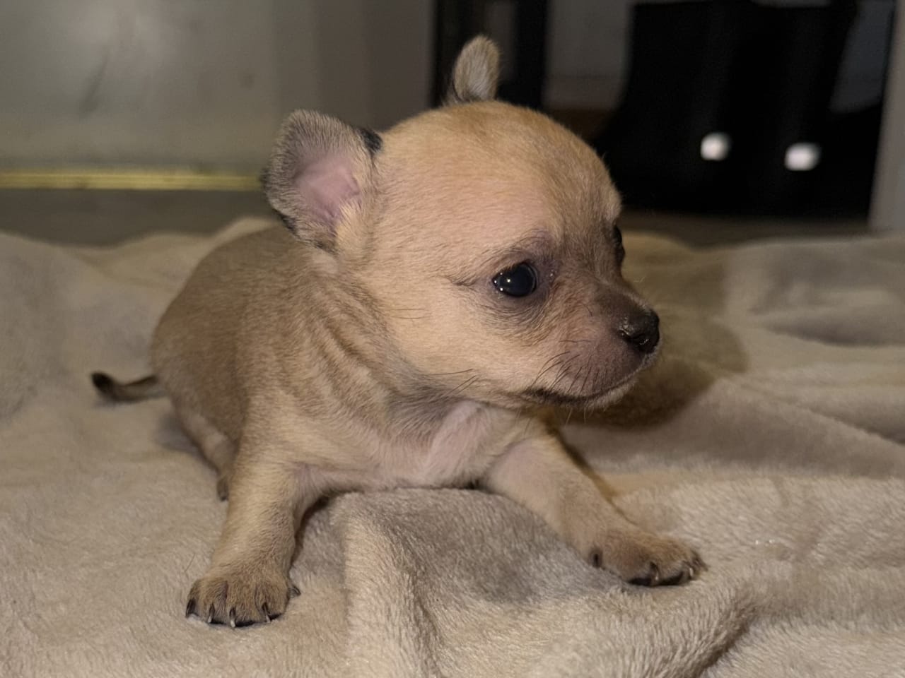 Chihuahua · 2025-12-07 · Bergsjö · - - -