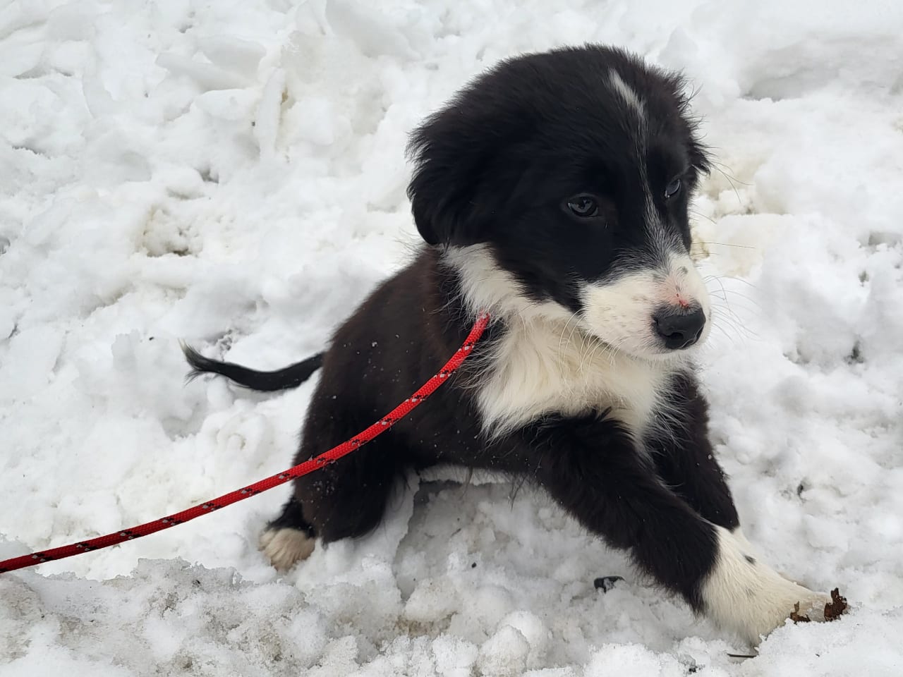 Blandras · 2025-11-03 · Ljungbyhed · My Sweet Monster