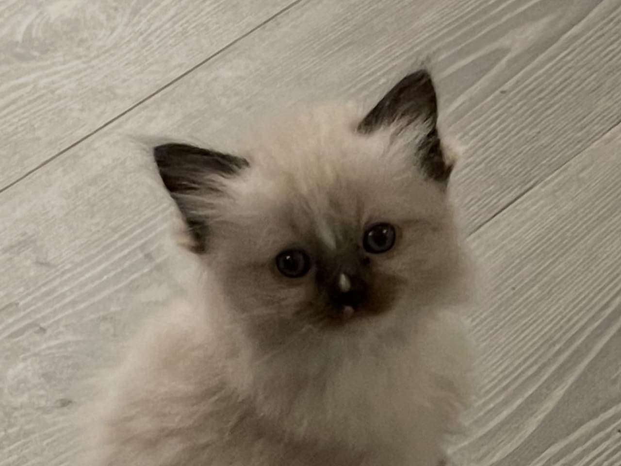 Ragdoll · 2025-12-06 · Vallentuna · Anderwels