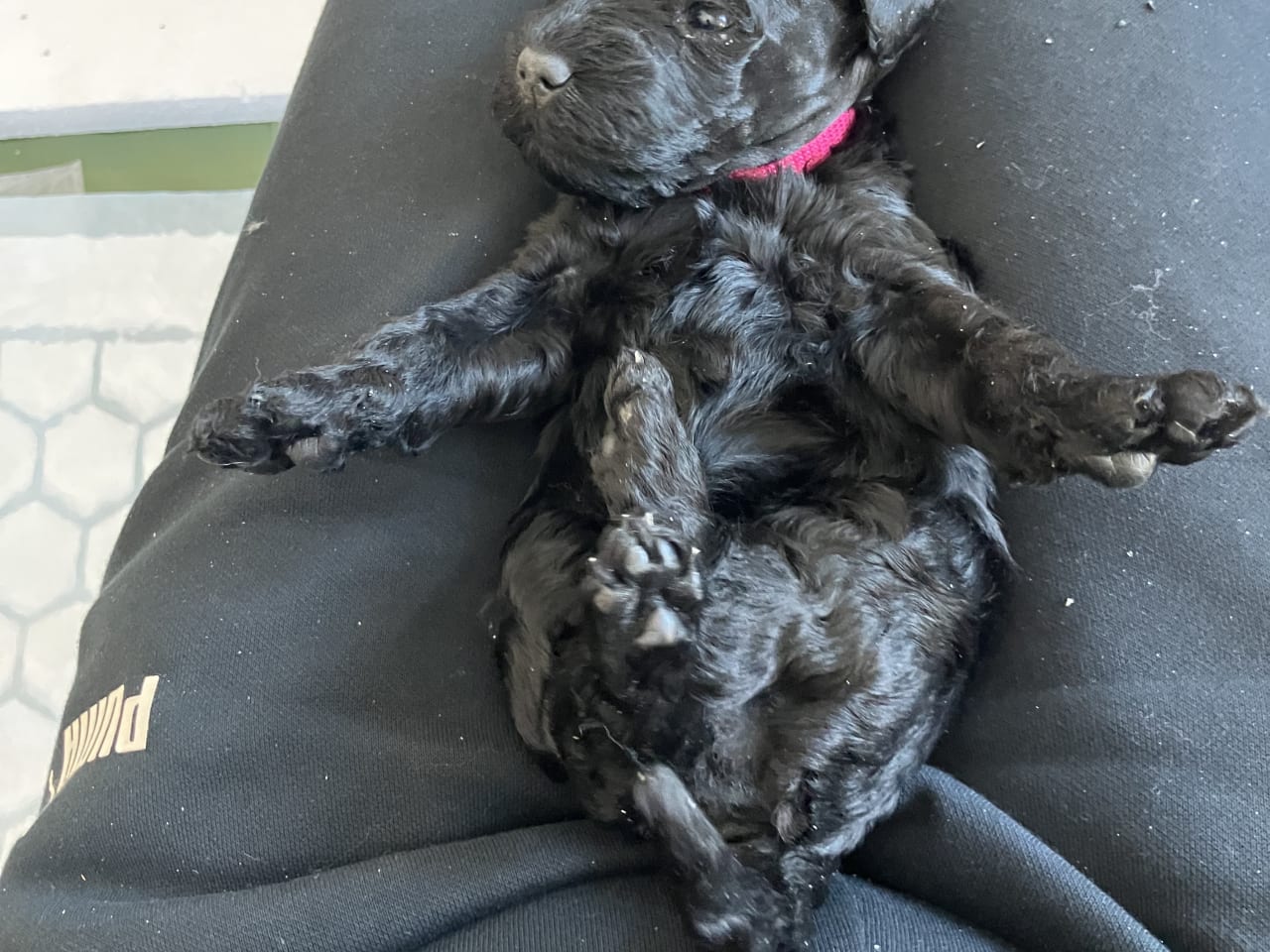 Kerry Blue Terrier