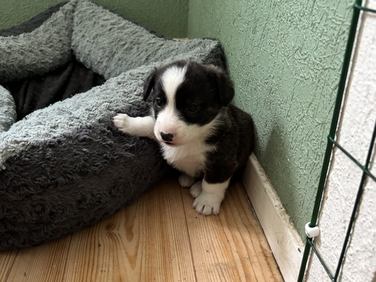 Welsh corgi cardigan · 2026-01-13 · Mellerud · Helena  Sundström