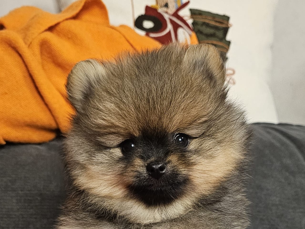 Pomeranian