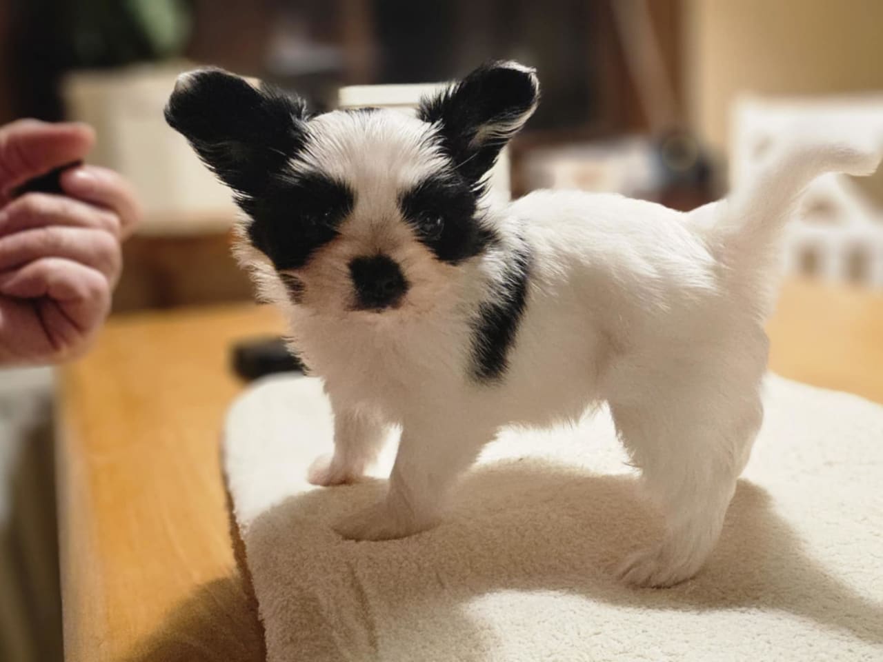 Papillon · 2025-12-12 · Markaryd · Hualtet's