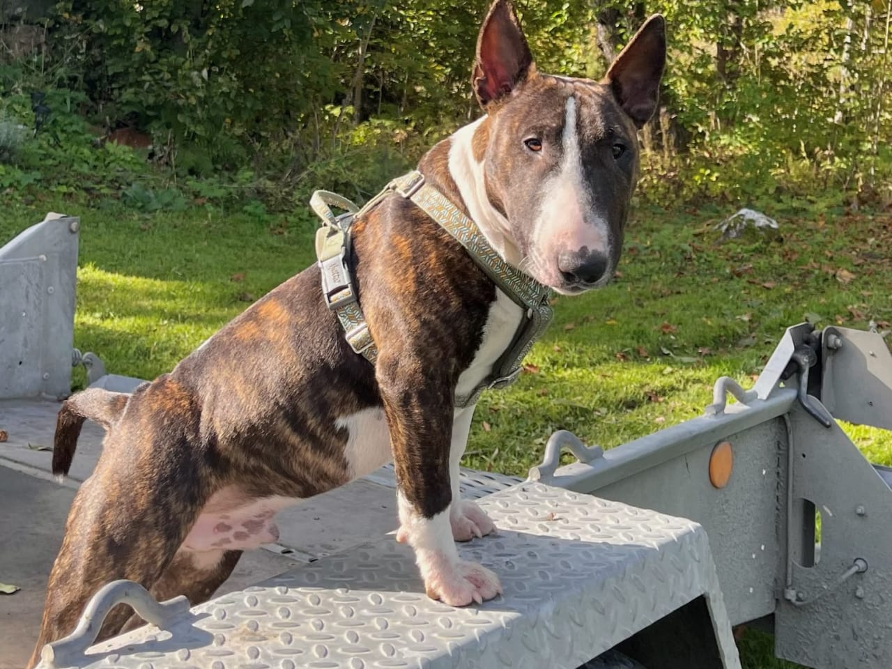 Miniature Bull Terrier