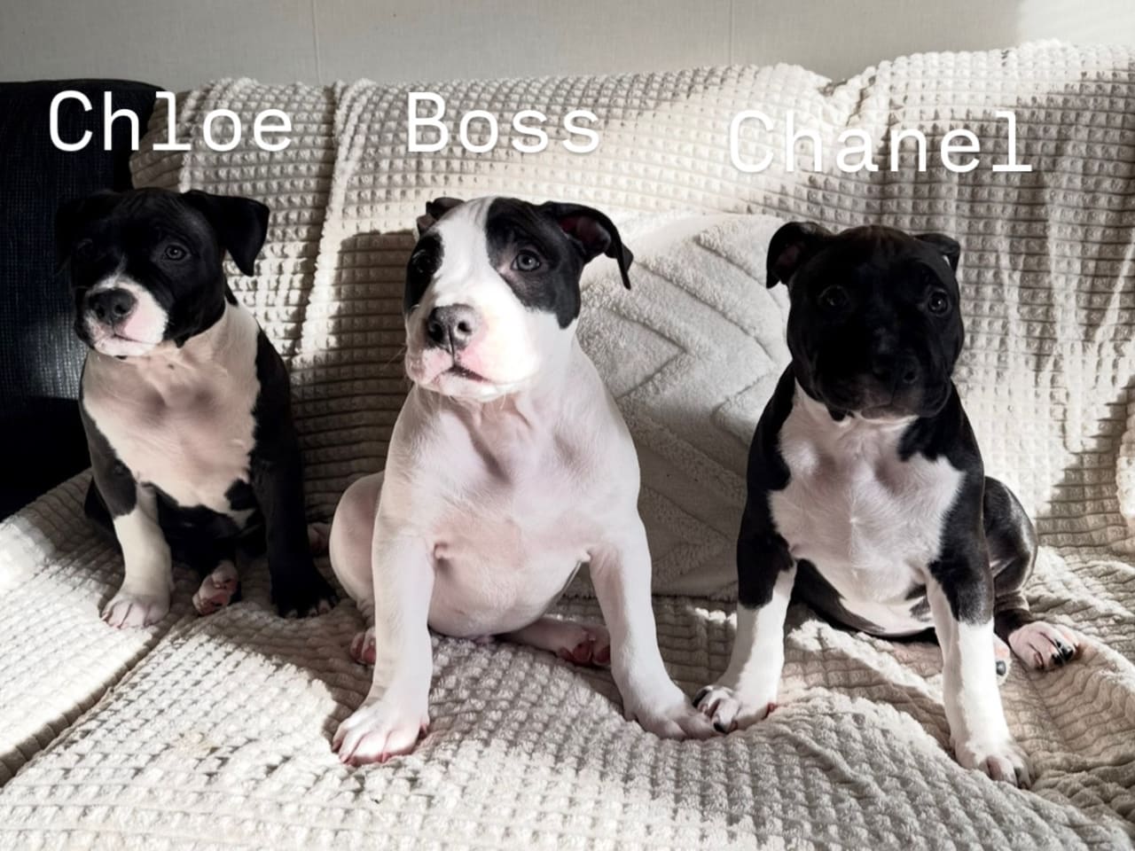 American Bully · 2025-12-05 · Nykvarn · Malin W.
