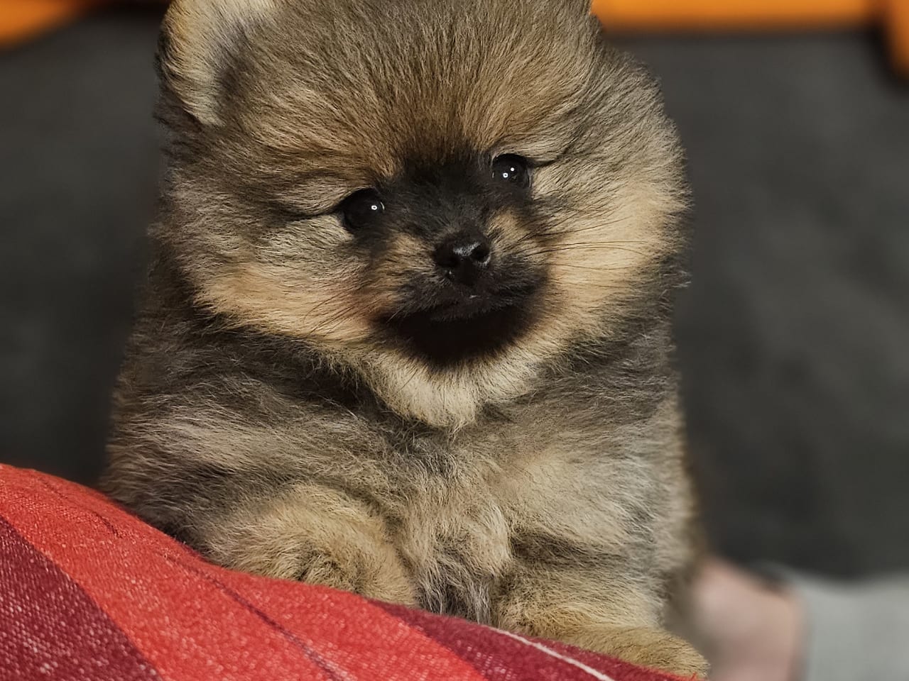 Pomeranian
