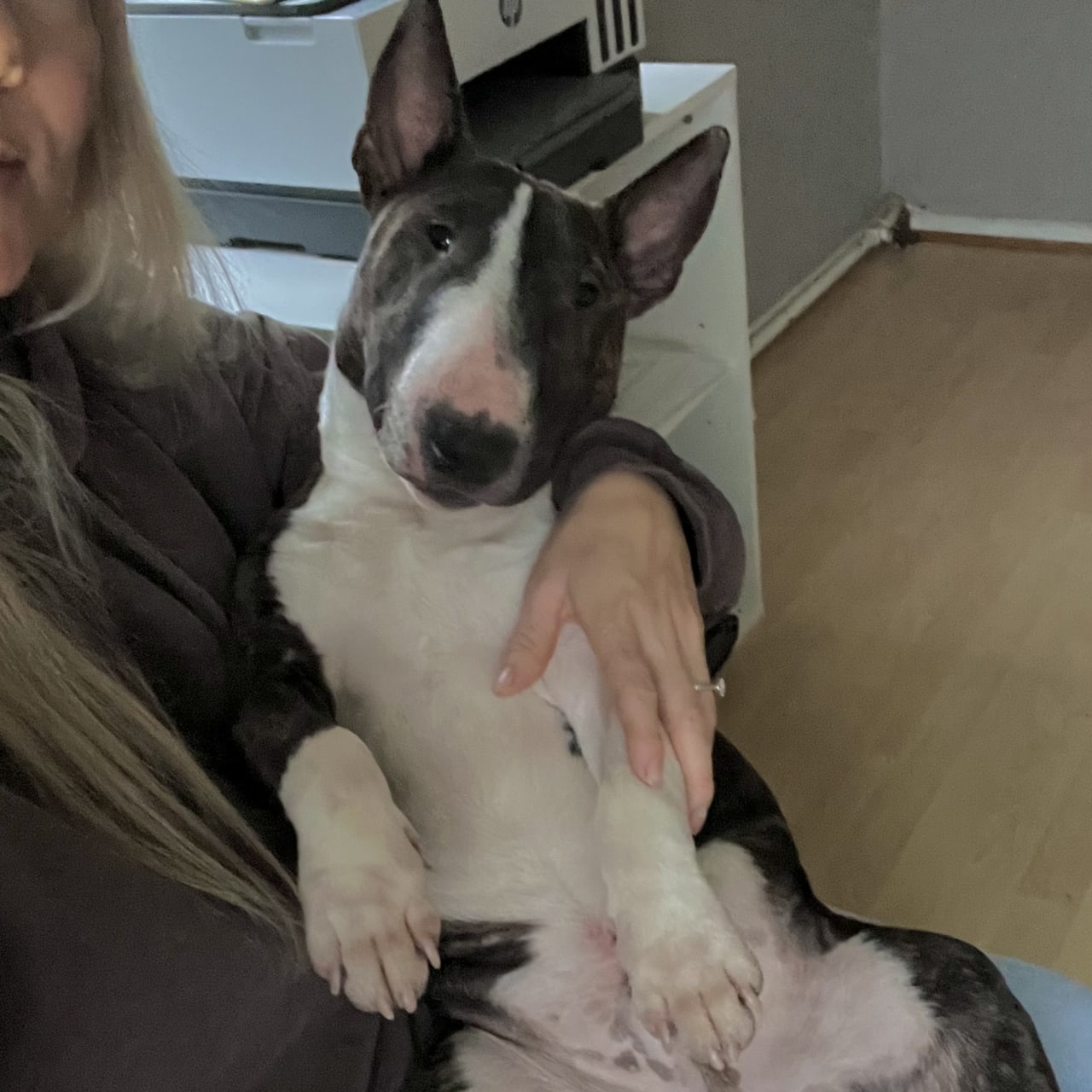 Miniatyrbullterrier