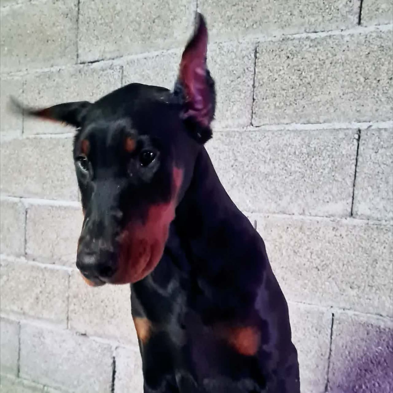 Dobermann