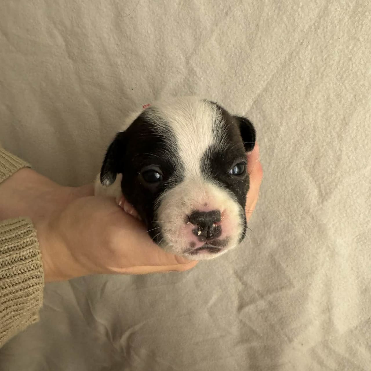 Staffordshire bullterrier