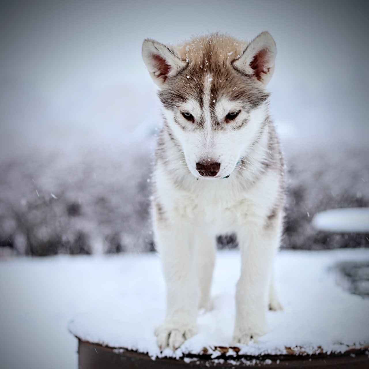 Siberian husky