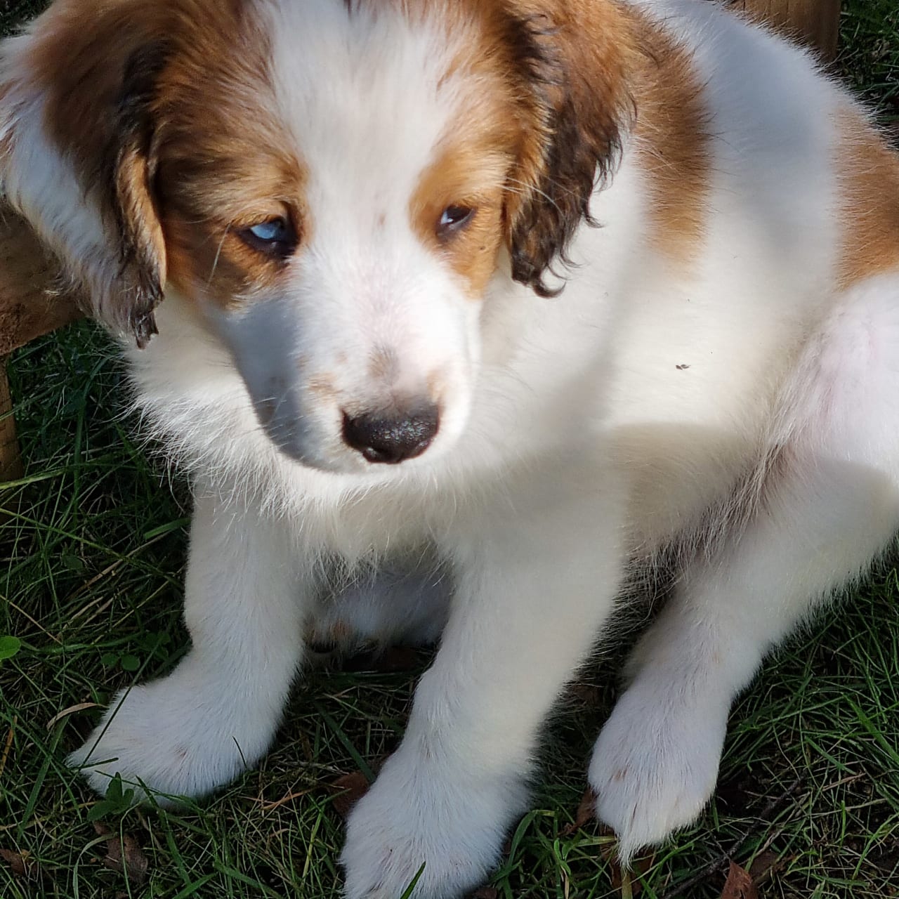Nederlandse kooikerhondje