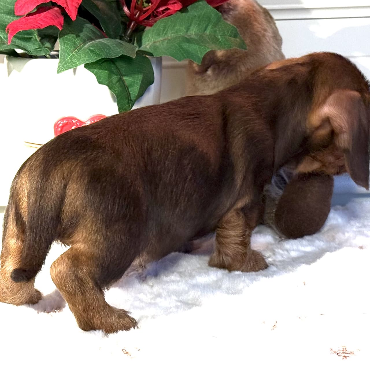 Strävhårig dvärg tax