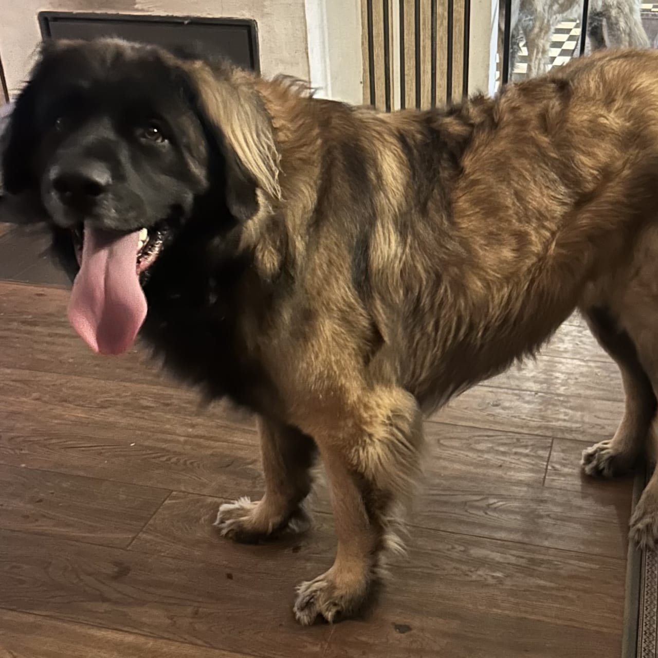 Leonberger
