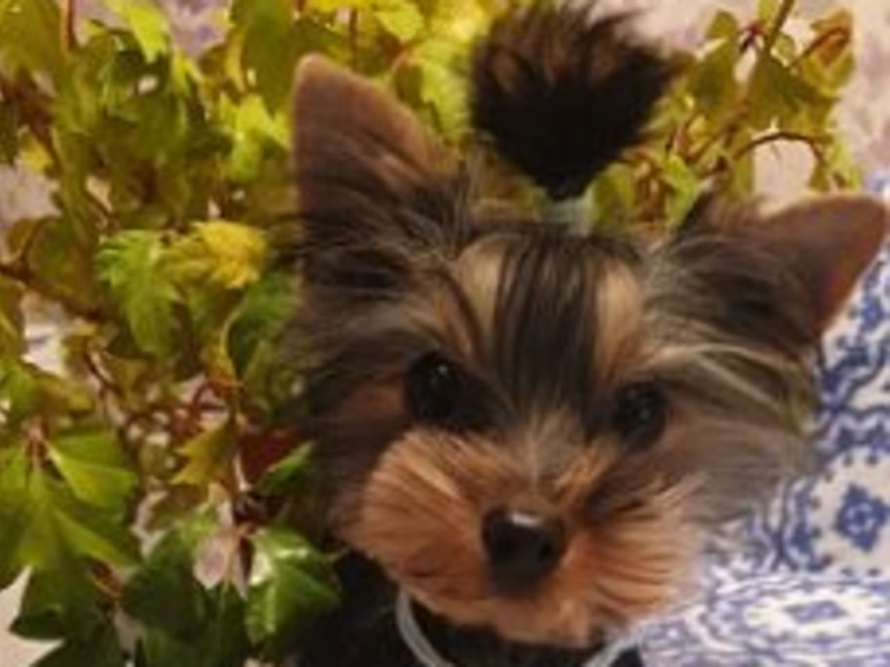 Yorkshireterrier · 2025-09-05 · Märsta · Donna of Parys