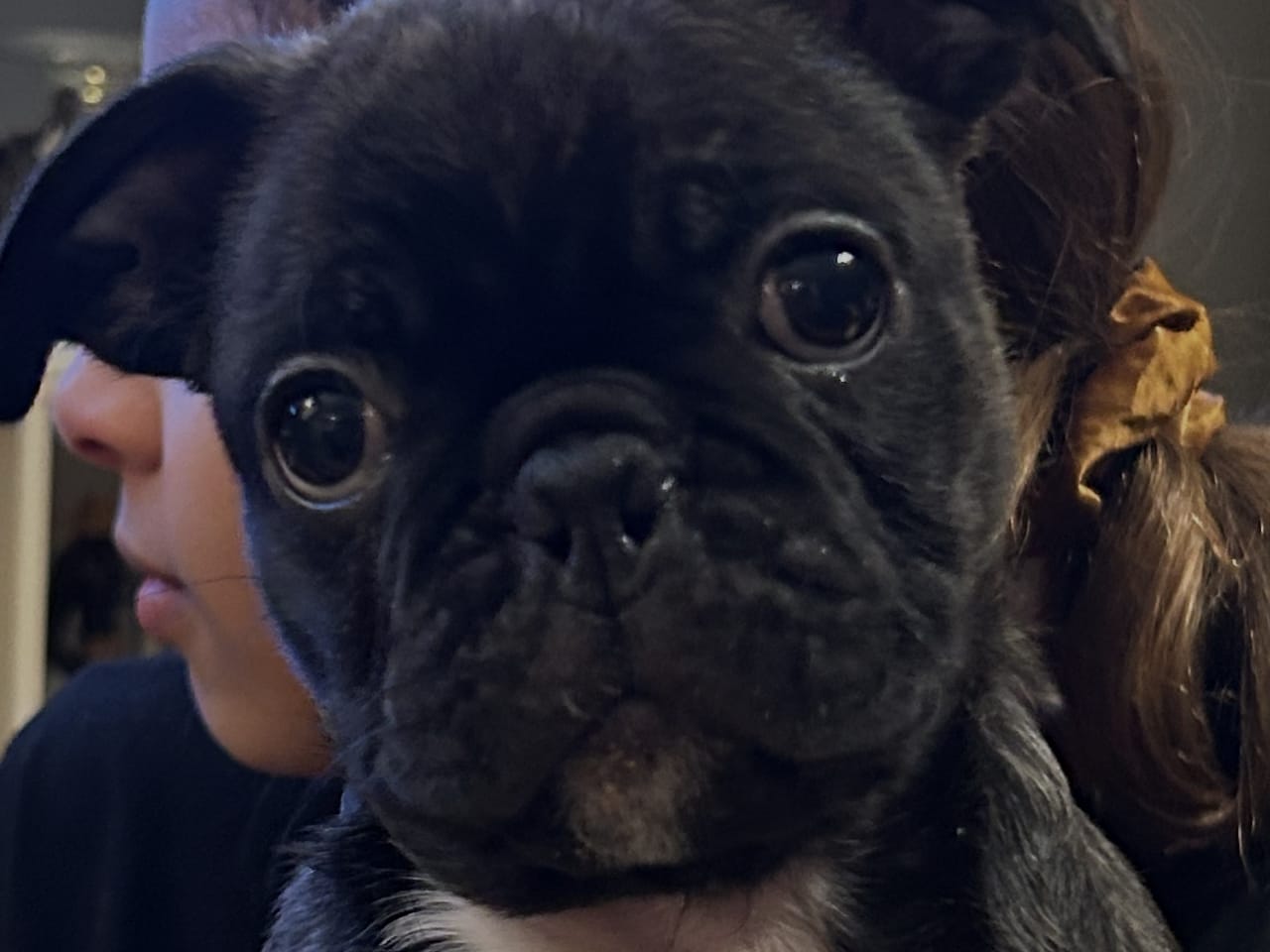 Bostonterrier/Mops · 2025-11-18 · Norrköping · Monica C.