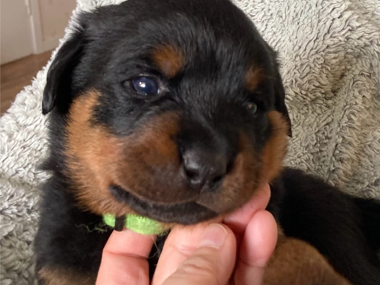 Rottweiler · 2025-12-21 · östervåla · Dexline's