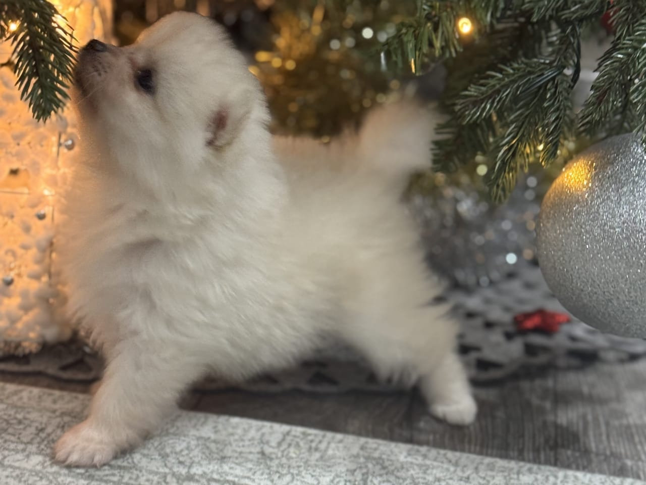 Pomeranian · 2025-12-16 · Malmö · Fatime M.