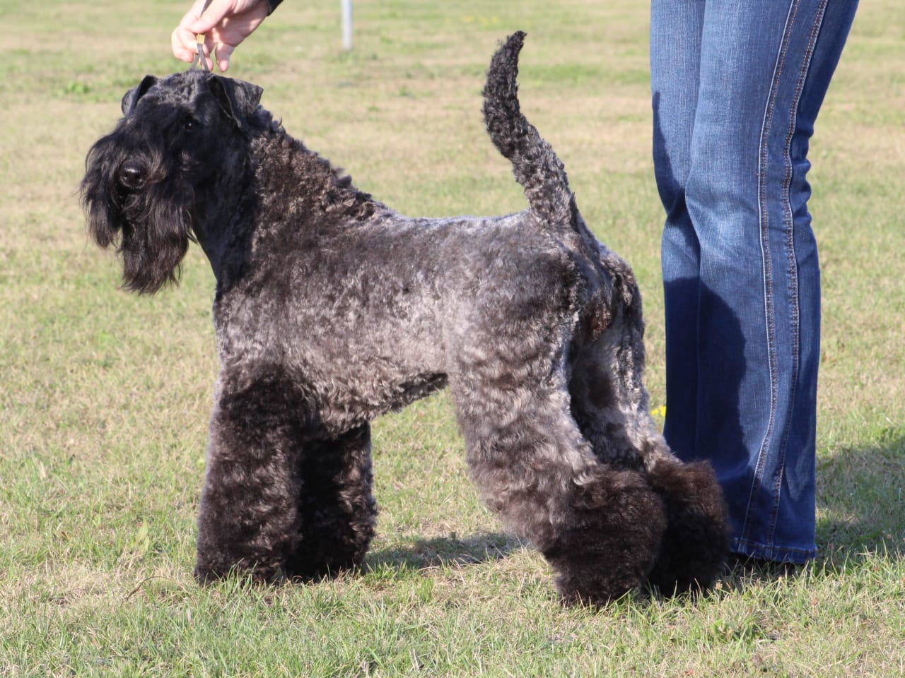 Kerry blue terrier