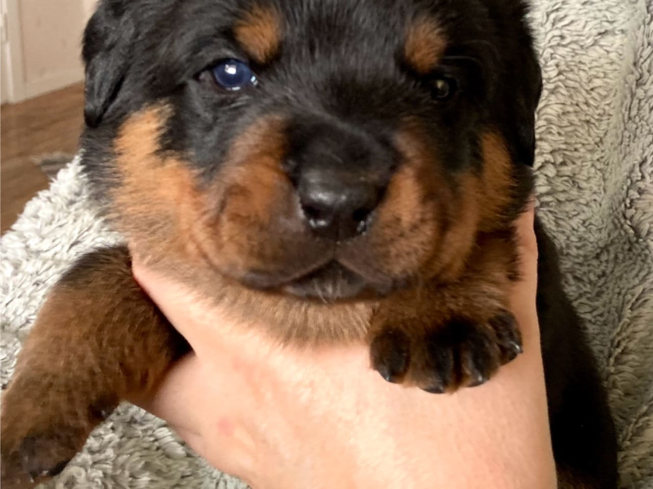 Rottweiler · 2025-12-21 · östervåla · Dexline's