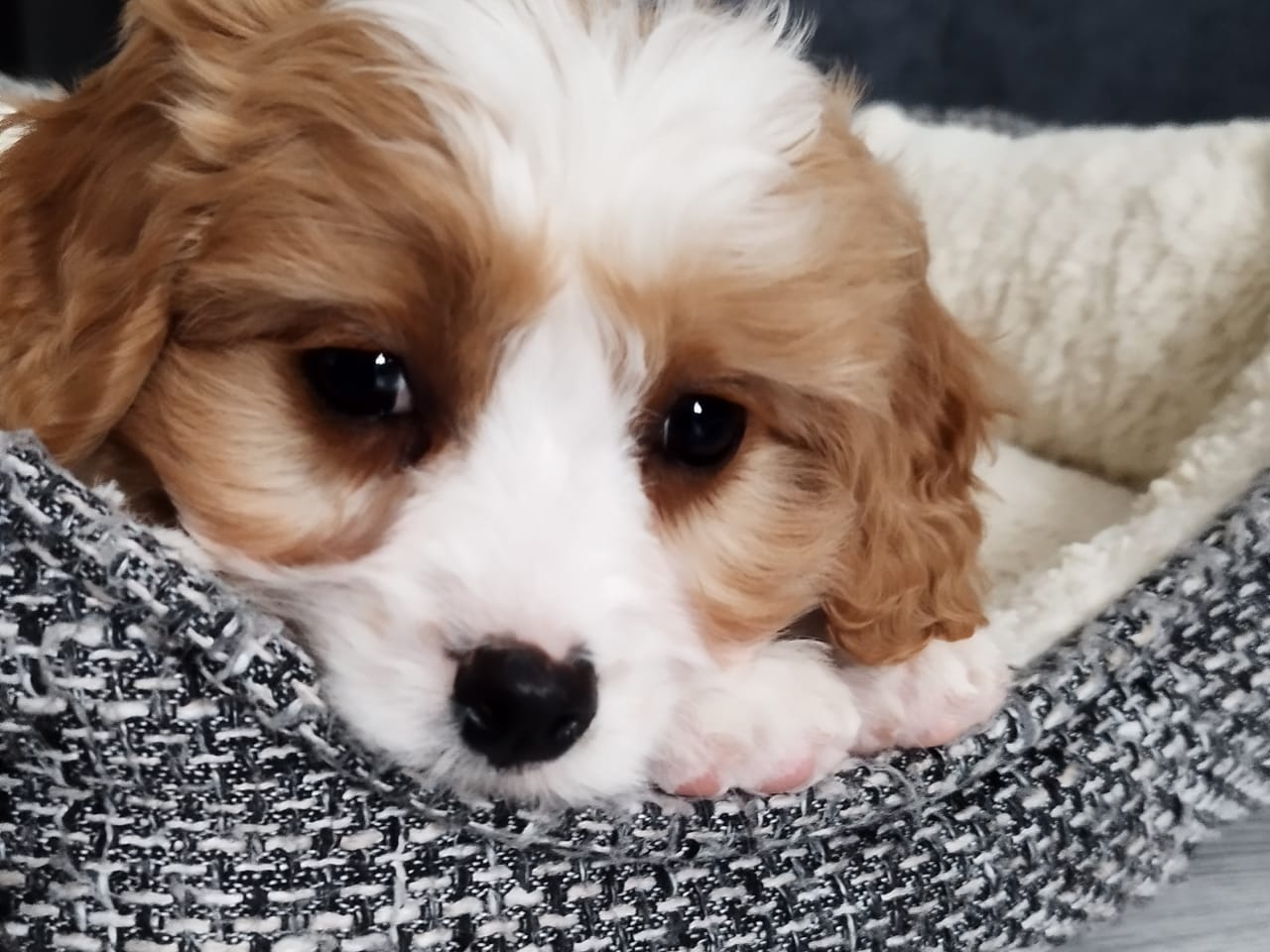 Cavapoo · 2025-11-07 · Hjortkvarn · Tanja N.