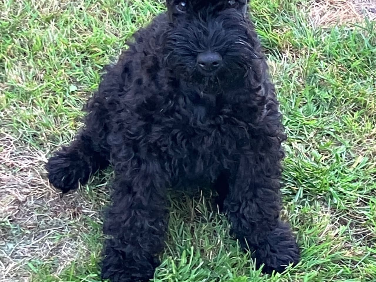 Kerry blue terrier