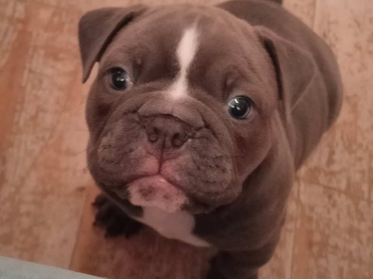 Olde english bulldogge · 2025-11-21 · Enköping · Old Glory Bulldogs