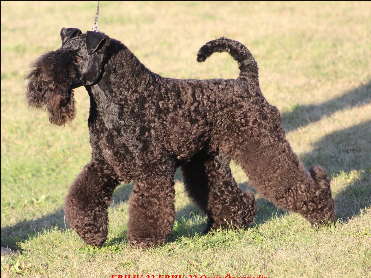 Kerry blue terrier