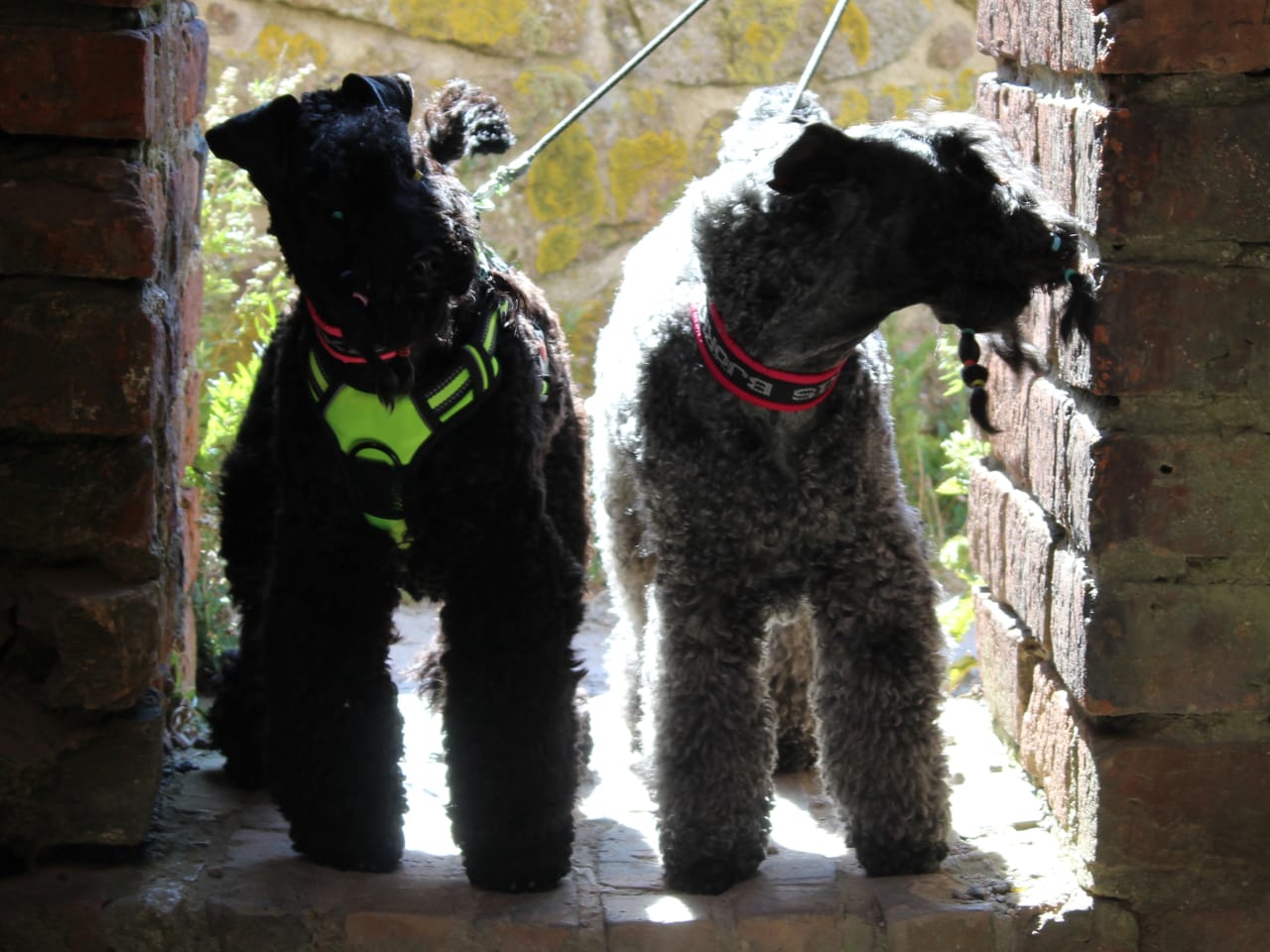 Kerry blue terrier