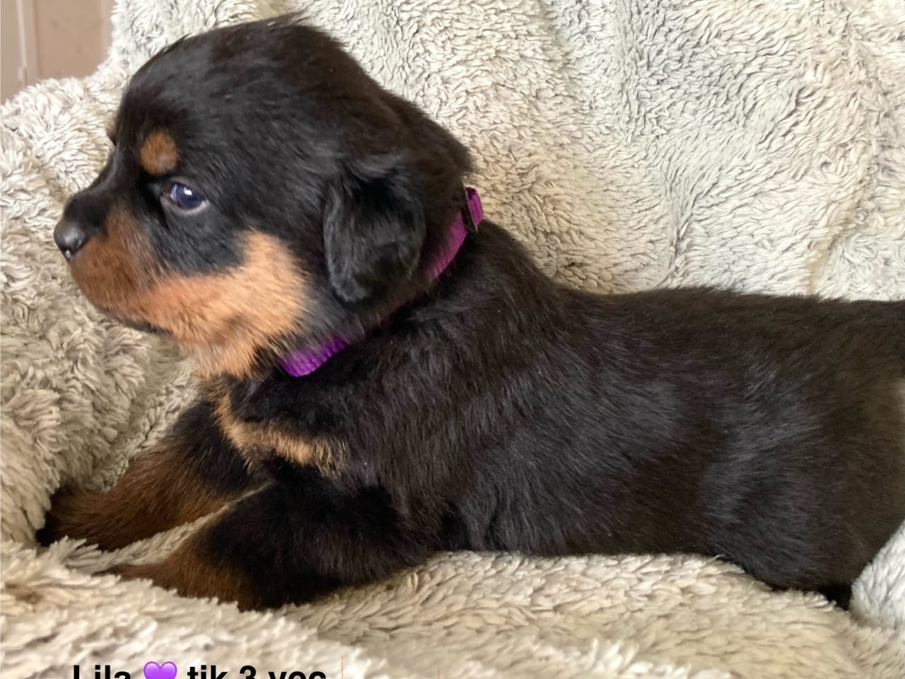 Rottweiler · 2025-12-21 · östervåla · Dexline's