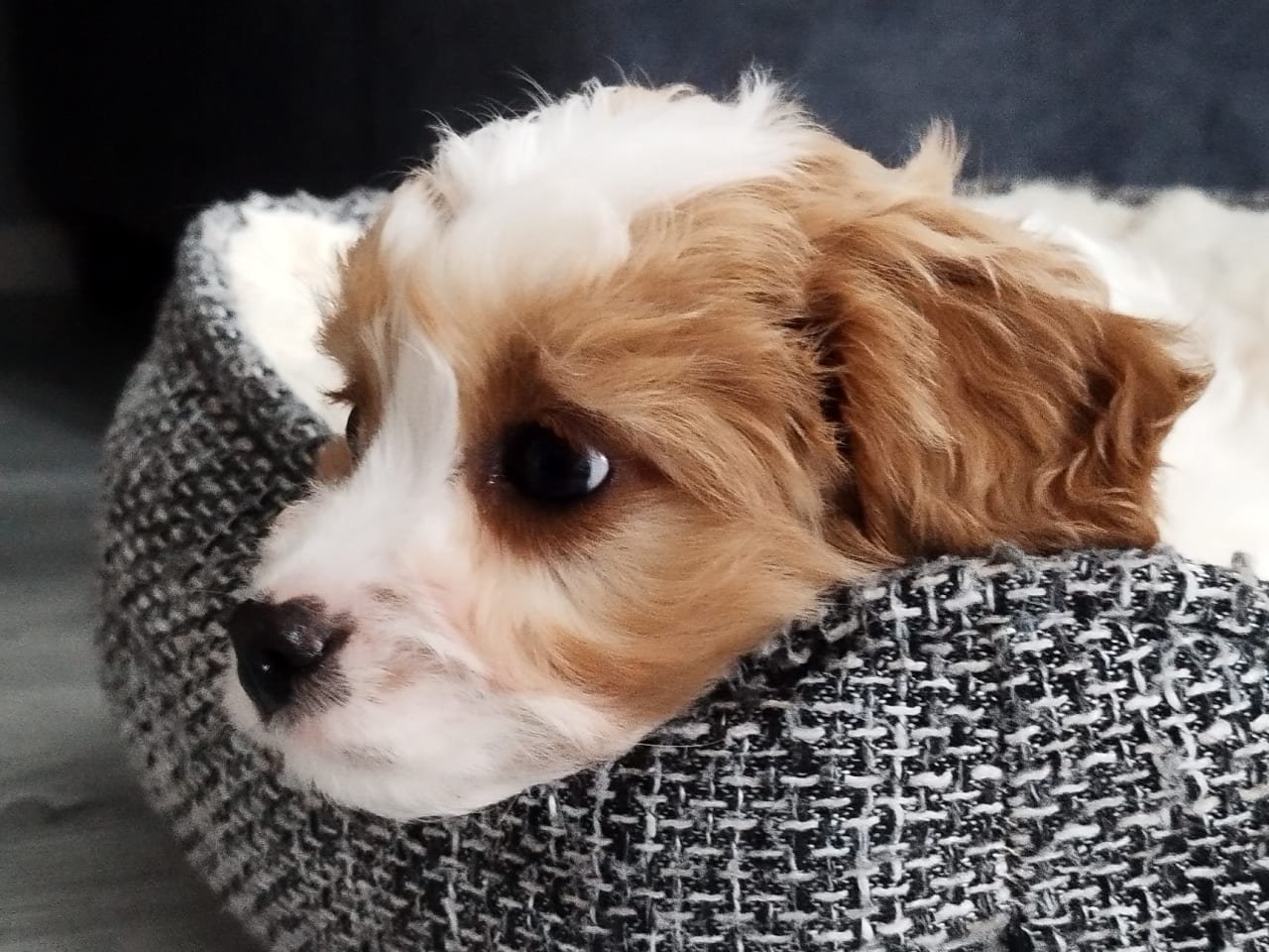 Cavapoo · 2025-11-07 · Hjortkvarn · Tanja N.