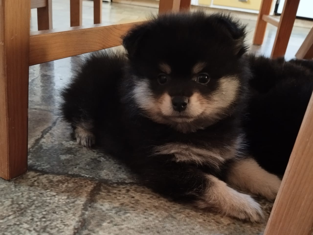 Tysk Mittelspitz · 2025-11-24 · Tierp · Rusthagens