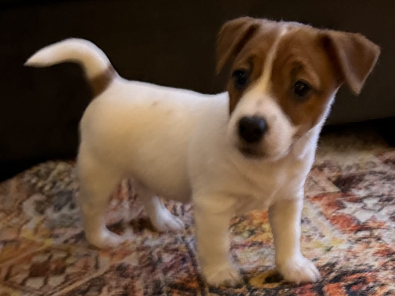 Jack russell terrier · 2025-11-21 · Värmdö · Ingela J.