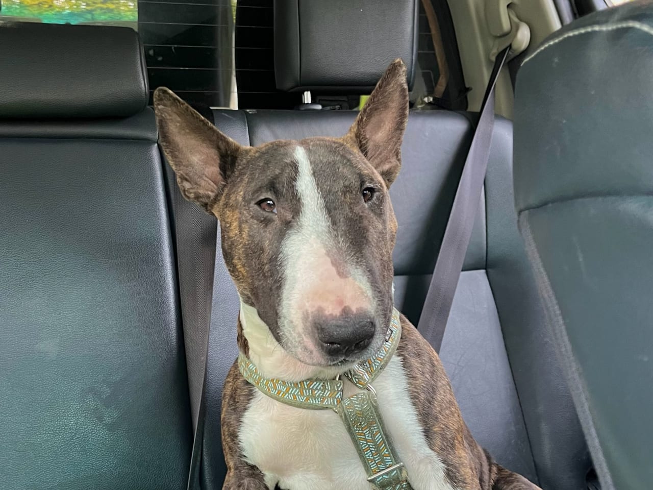 Miniature bull terrier