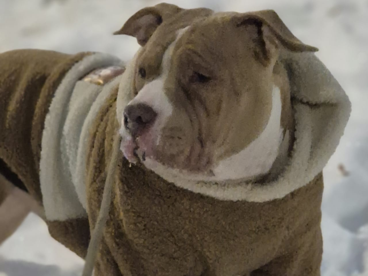 American bully · 2025-06-09 · Norrköping · Jonathan B.