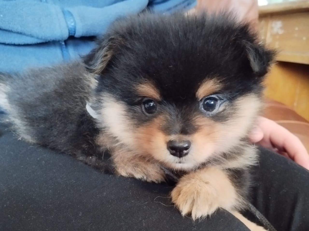 Tysk Mittelspitz · 2025-11-24 · Tierp · Rusthagens