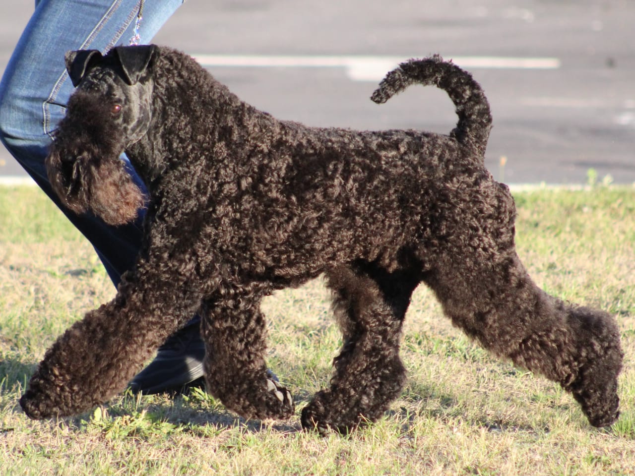 Kerry blue terrier