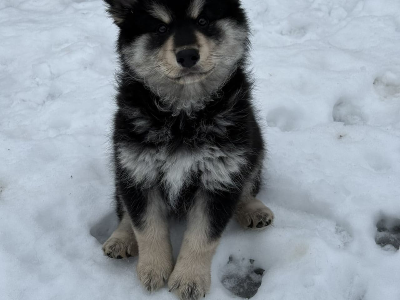 Finsk lapphund · 2025-11-09 · Vikbolandet · Forever Black