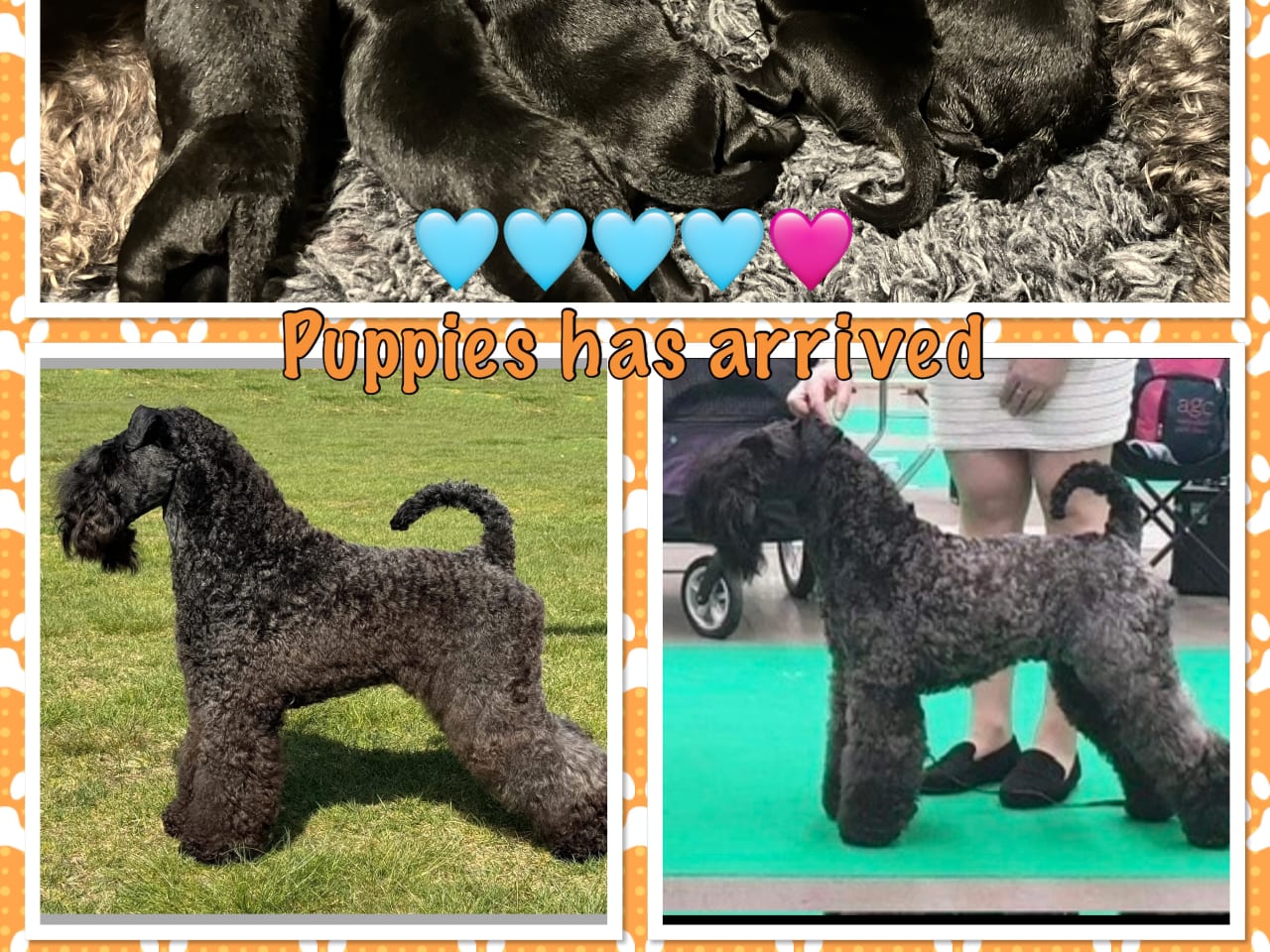 Kerry blue terrier