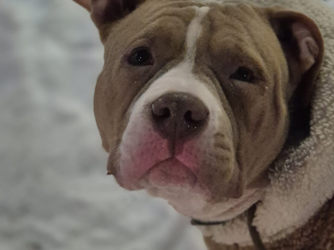 American Bully · 2025-06-09 · Norrköping · Jonathan B.