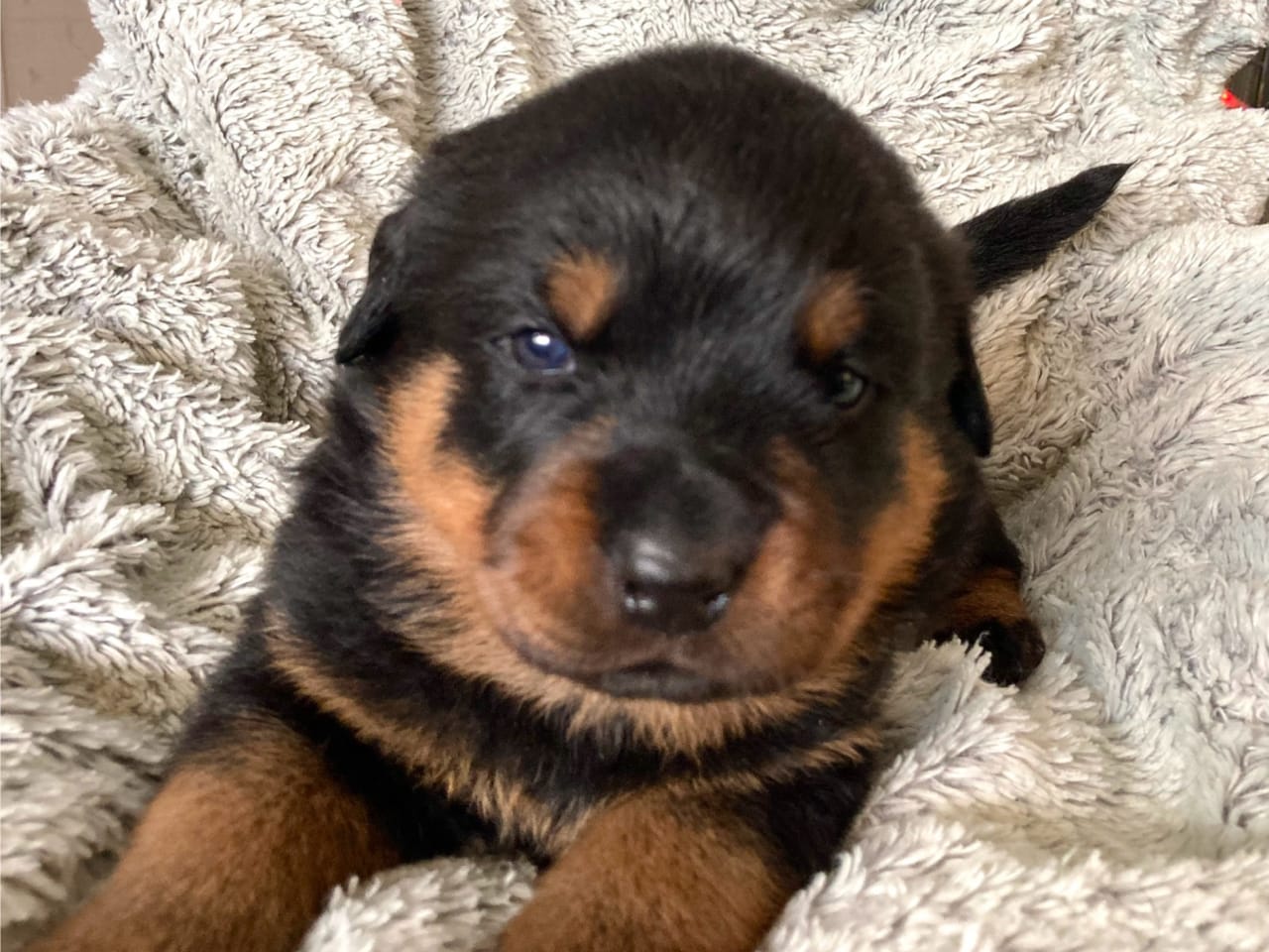 Rottweiler · 2025-12-21 · östervåla · Dexline's