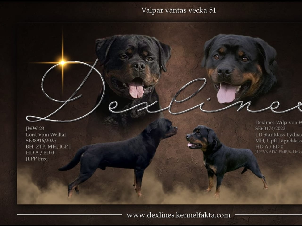 Rottweiler · 2025-12-21 · östervåla · Dexline's