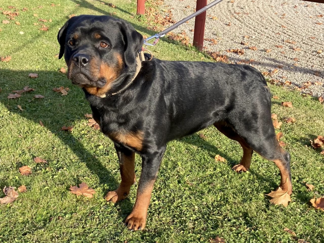 Rottweiler · 2025-12-21 · östervåla · Dexline's