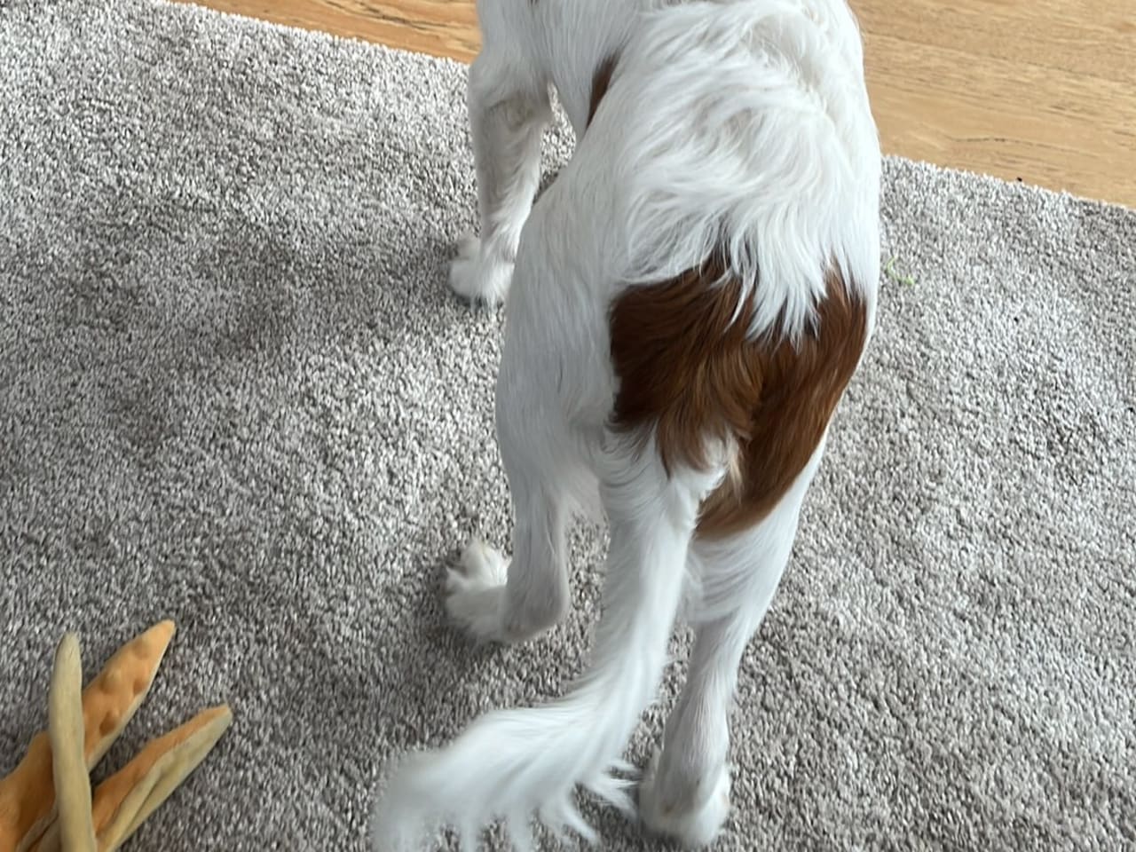 Nederlandse kooikerhondje