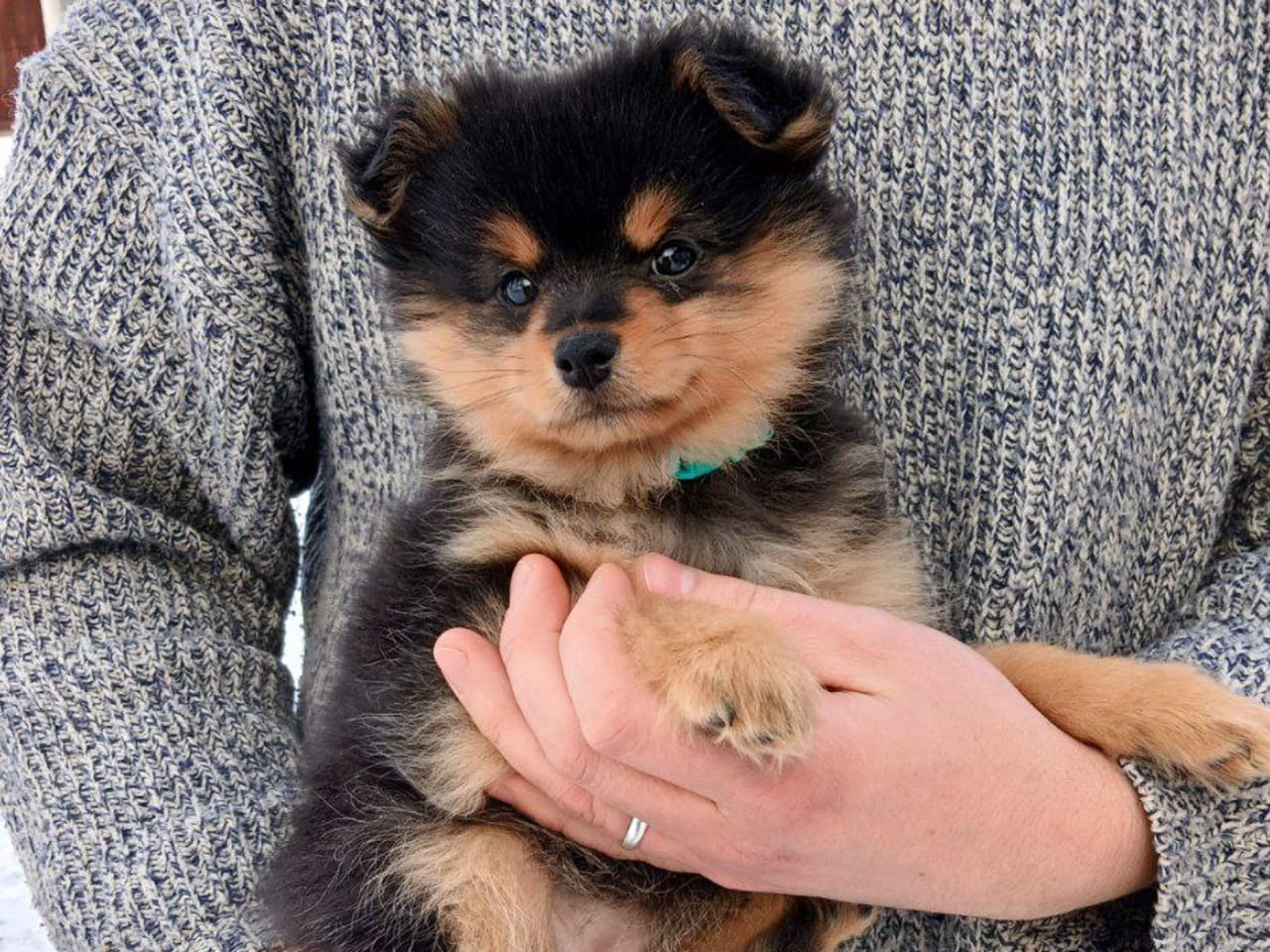 Tysk Mittelspitz · 2025-11-24 · Tierp · Rusthagens