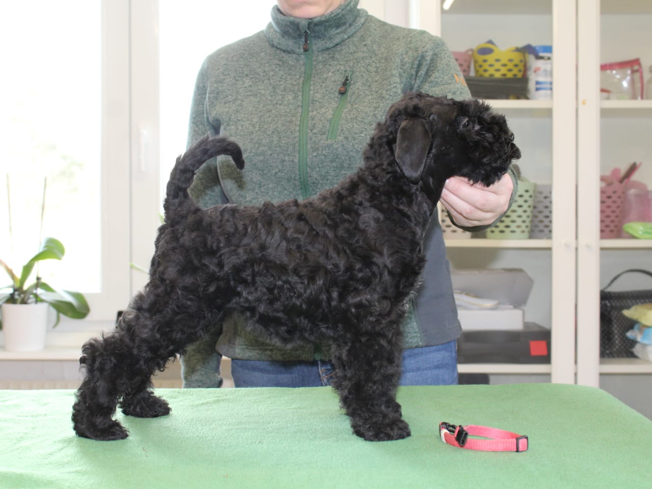 Kerry blue terrier