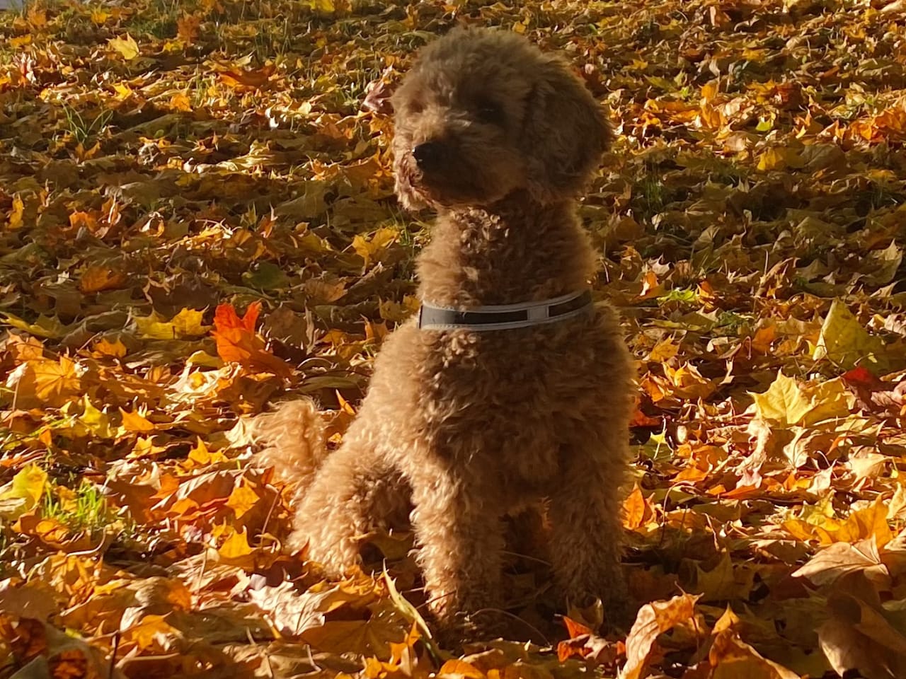 Pudel, dvärg · 2025-12-24 · Stockholm · Jessica W.