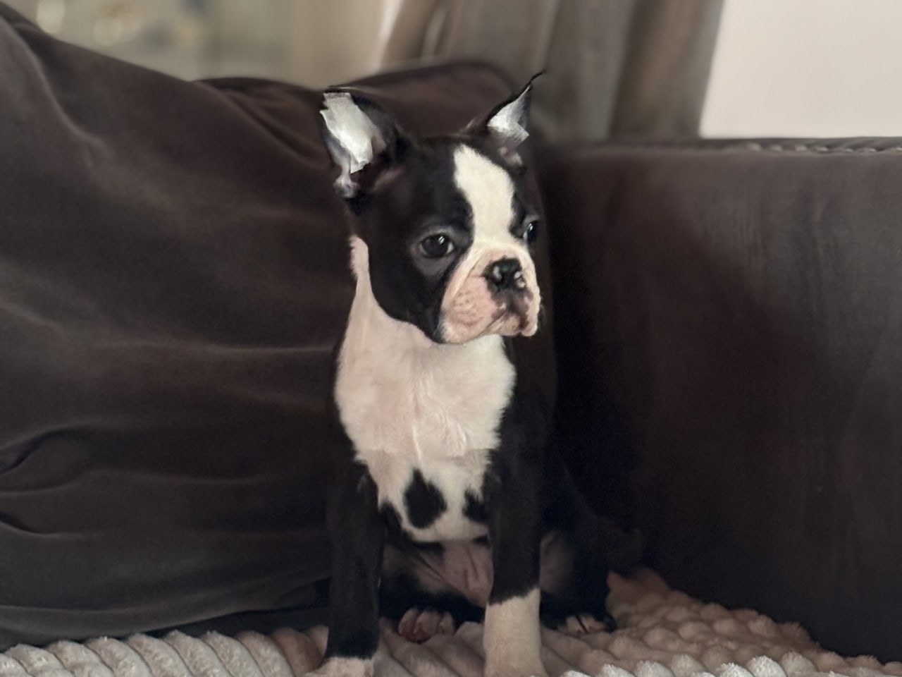 Bostonterrier · 2025-11-14 · Värnamo · ziarra