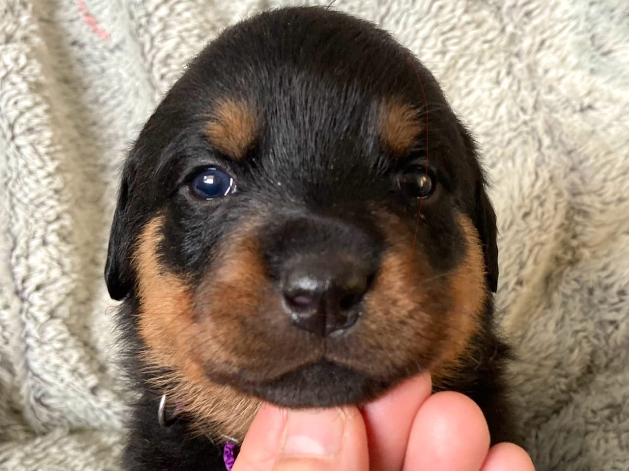 Rottweiler · 2025-12-21 · östervåla · Dexline's